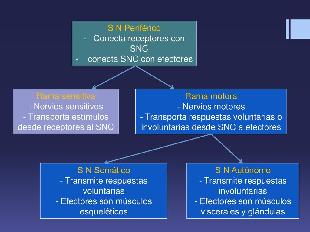 Conecta receptores con SNC conecta SNC con efectores