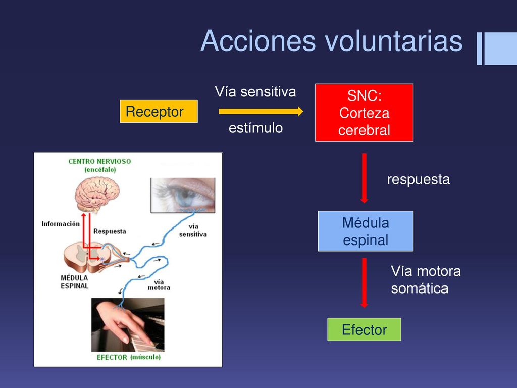 Acciones voluntarias Vía sensitiva SNC: Corteza cerebral Receptor