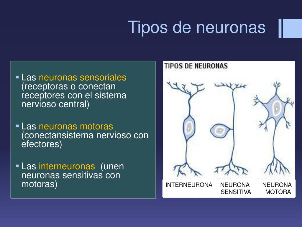 Tipos de neuronas Las neuronas sensoriales (receptoras o conectan receptores con el sistema nervioso central)