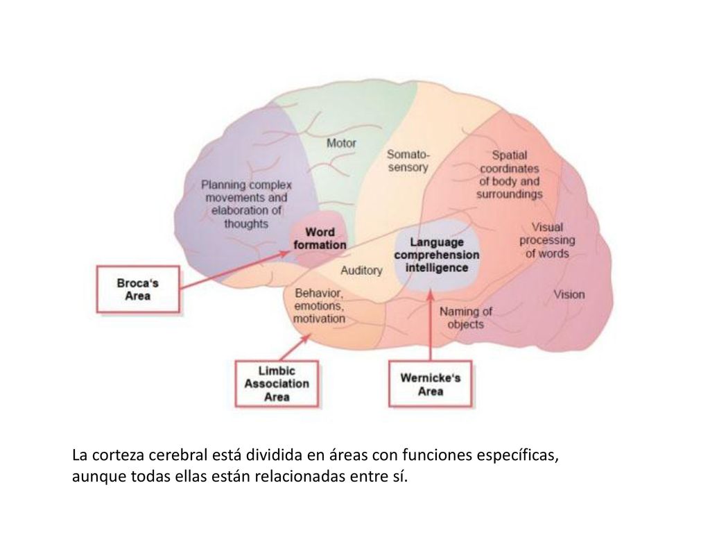 La corteza cerebral está dividida en áreas con funciones específicas,