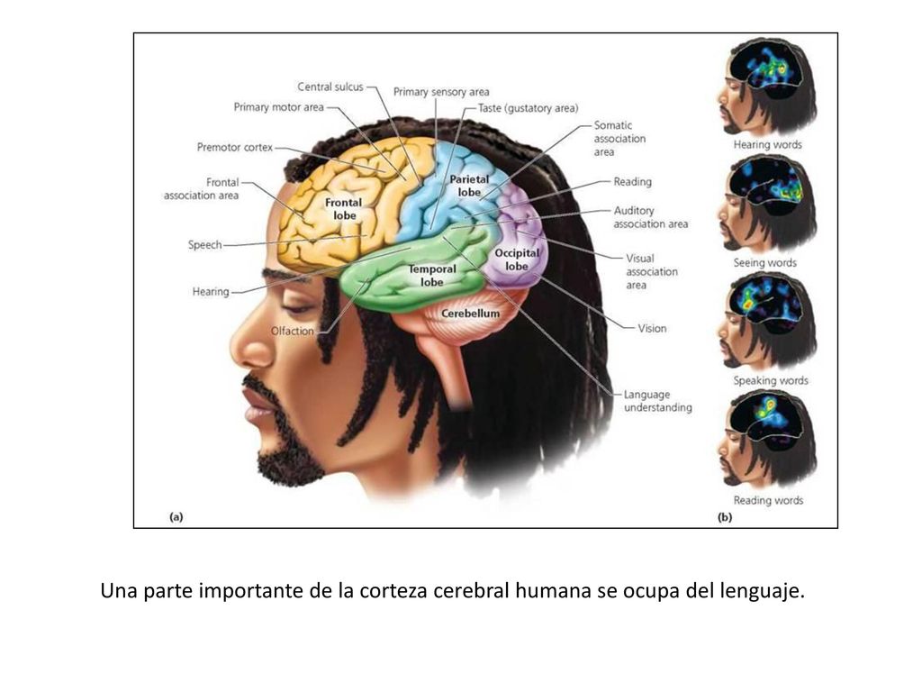 Una parte importante de la corteza cerebral humana se ocupa del lenguaje.
