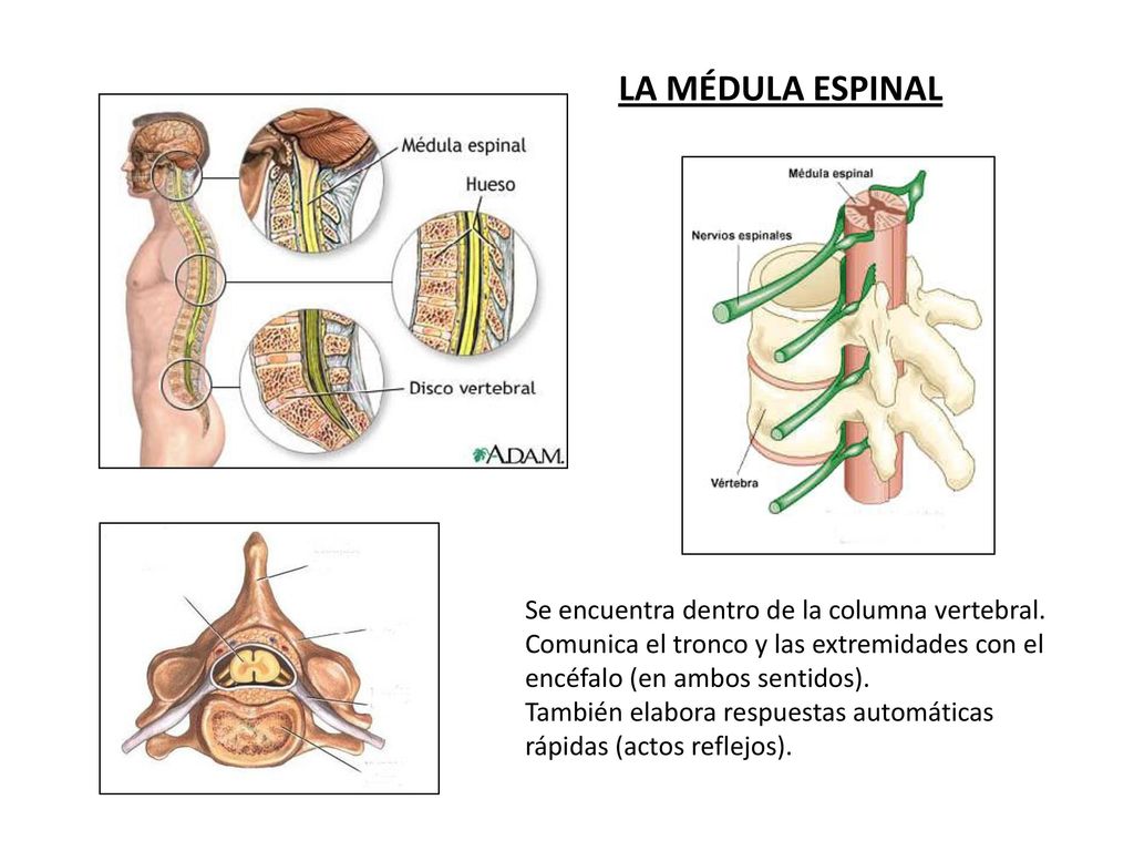 LA MÉDULA ESPINAL Se encuentra dentro de la columna vertebral.