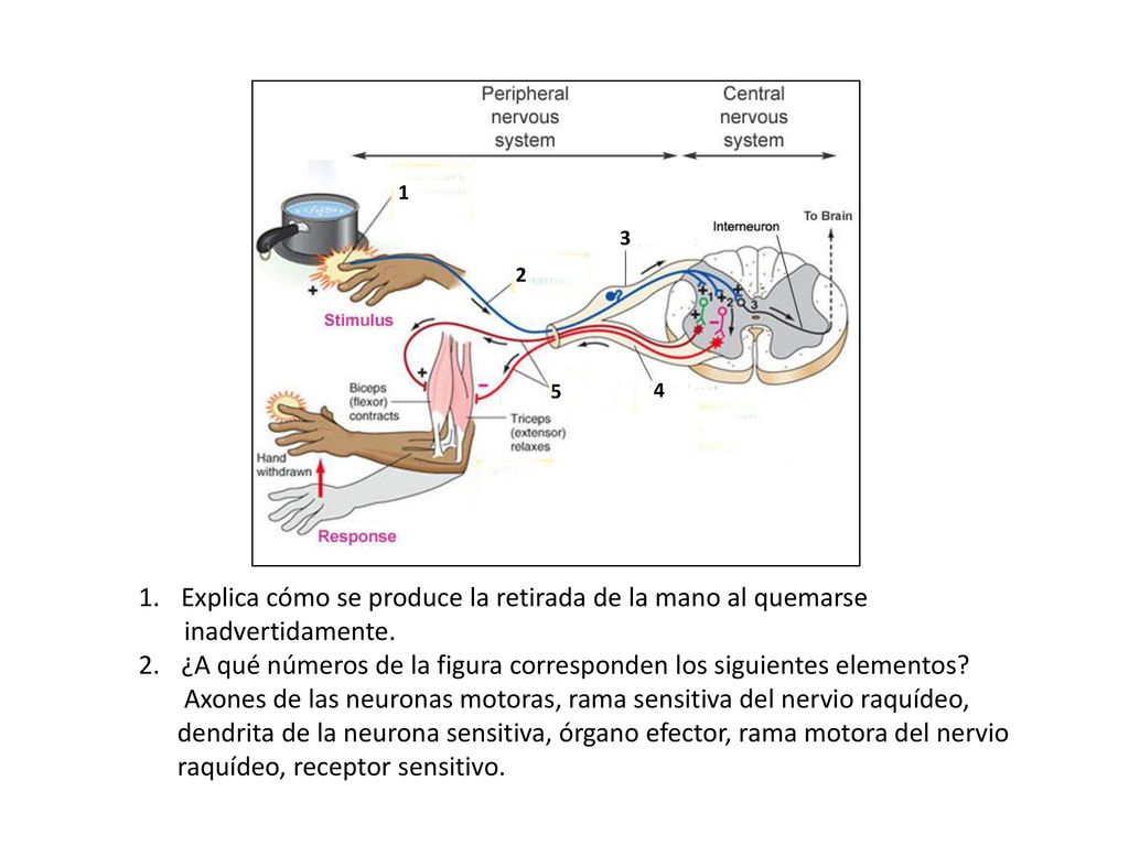 Explica cómo se produce la retirada de la mano al quemarse