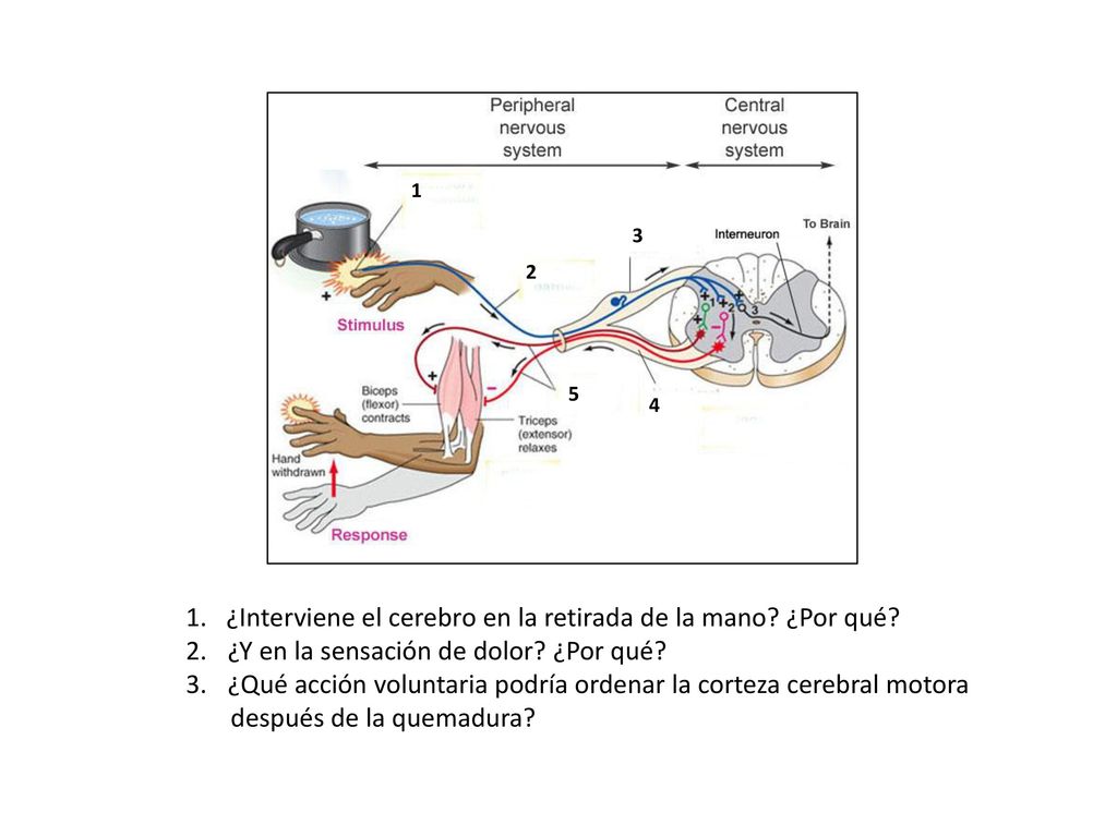 1. ¿Interviene el cerebro en la retirada de la mano ¿Por qué