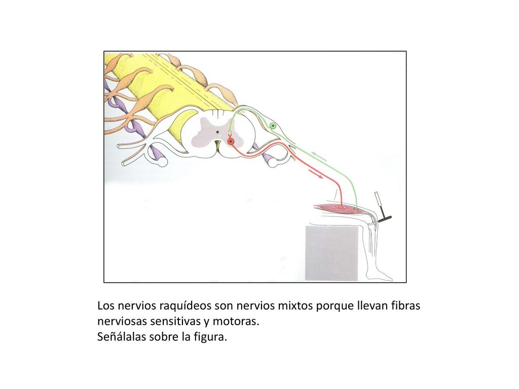 Los nervios raquídeos son nervios mixtos porque llevan fibras