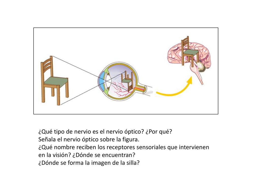 ¿Qué tipo de nervio es el nervio óptico ¿Por qué