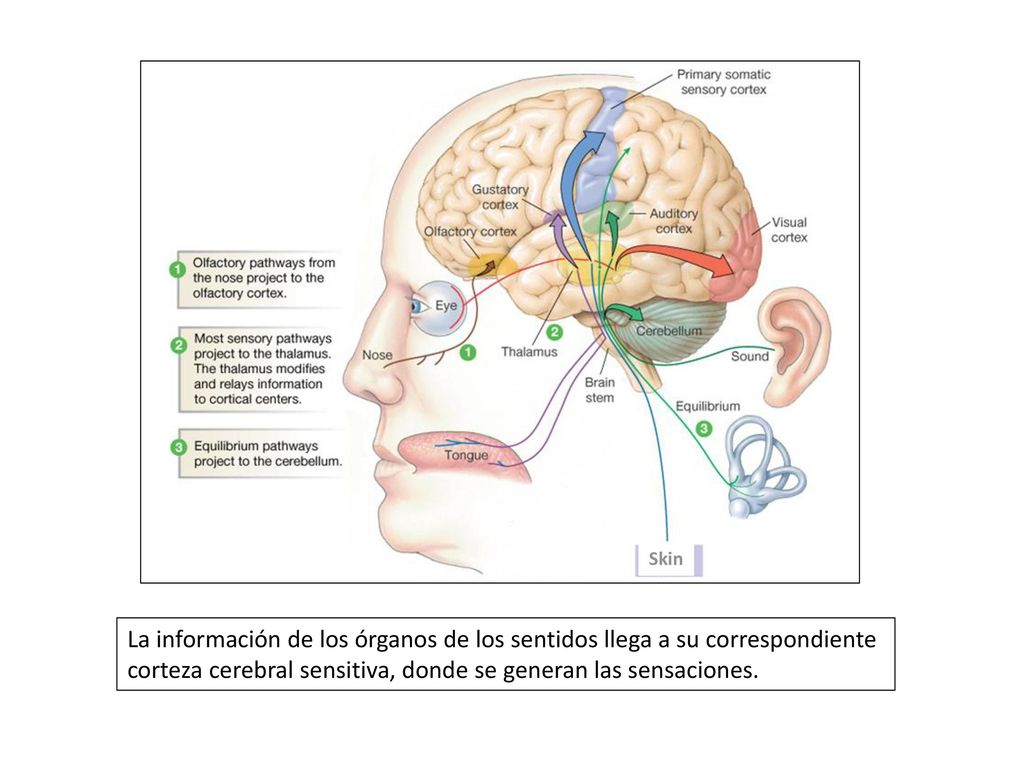 corteza cerebral sensitiva, donde se generan las sensaciones.