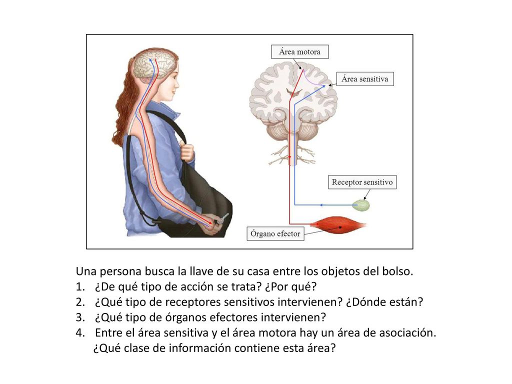 Una persona busca la llave de su casa entre los objetos del bolso.