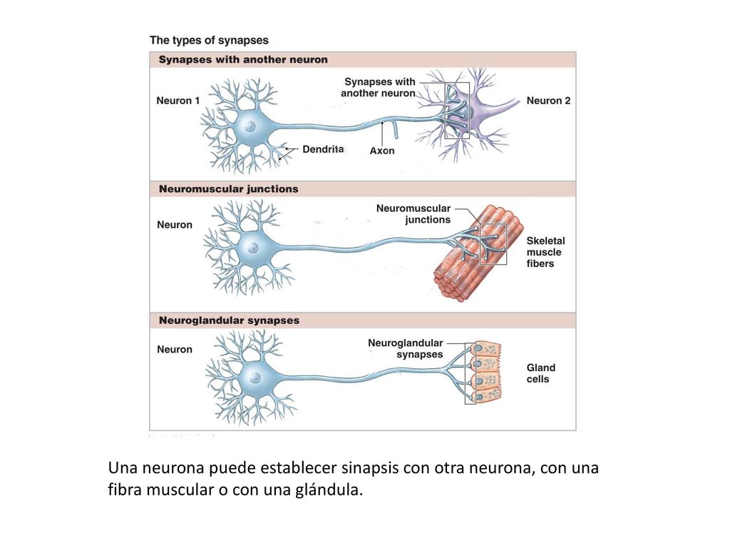 Una neurona puede establecer sinapsis con otra neurona, con una