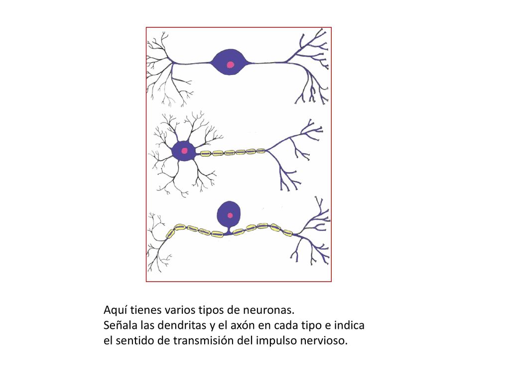 Aquí tienes varios tipos de neuronas.