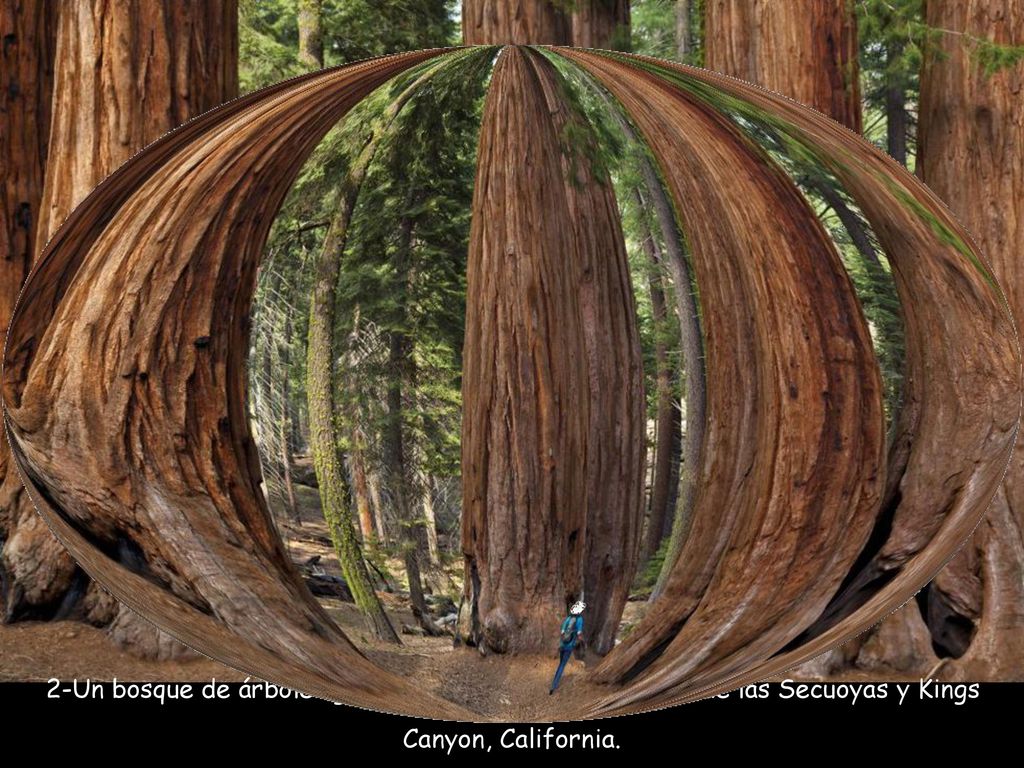 2-Un bosque de árboles gigantes en el parque Nacional de las Secuoyas y Kings Canyon, California.