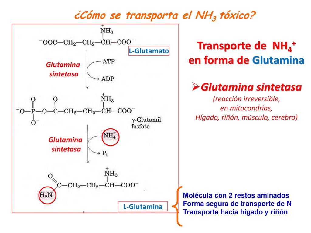 Transporte de NH4+ en forma de Glutamina Glutamina sintetasa