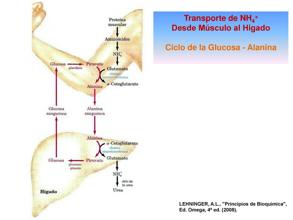 Desde Músculo al Hígado Ciclo de la Glucosa - Alanina