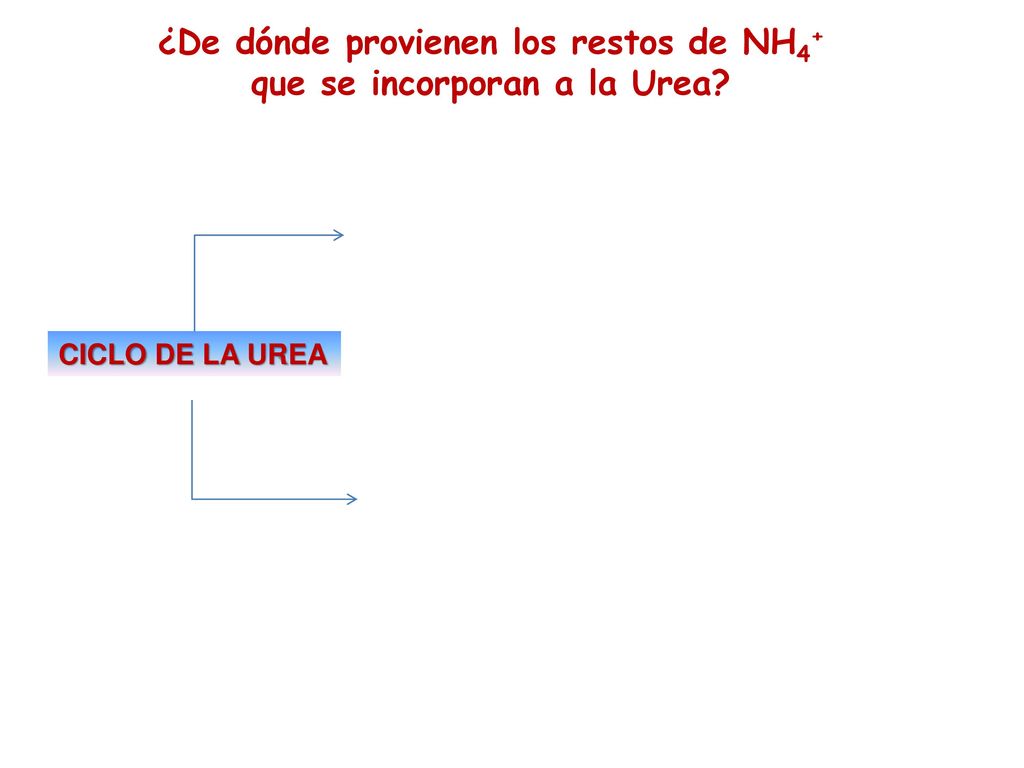 ¿De dónde provienen los restos de NH4+ que se incorporan a la Urea