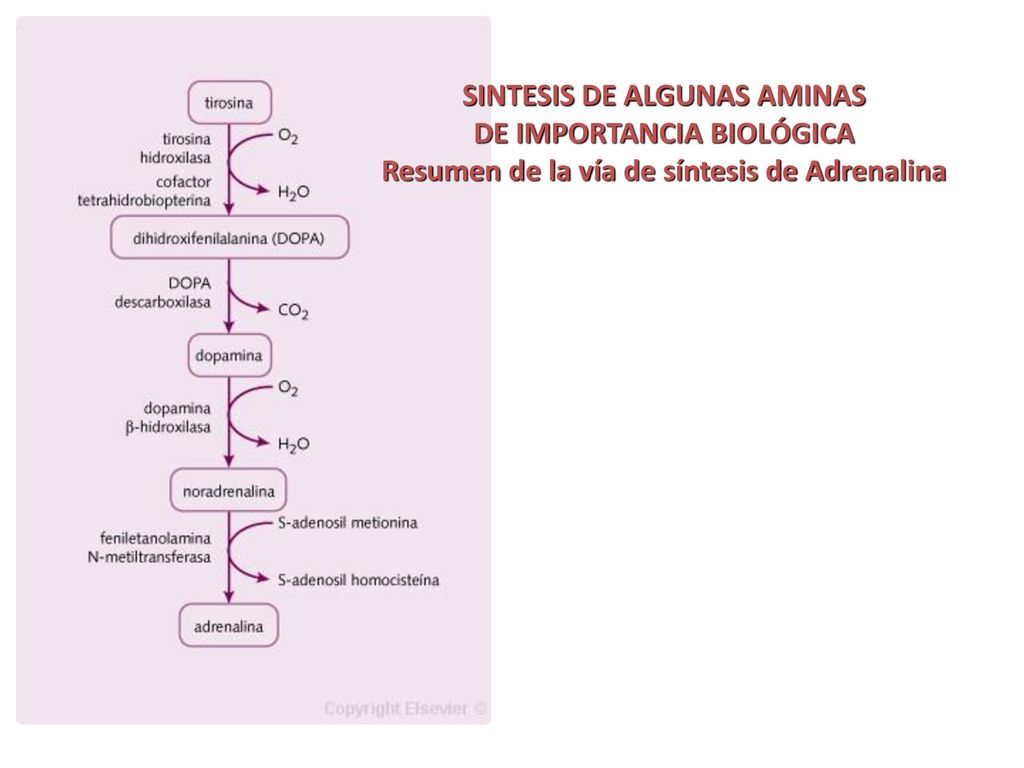 SINTESIS DE ALGUNAS AMINAS DE IMPORTANCIA BIOLÓGICA Resumen de la vía de síntesis de Adrenalina