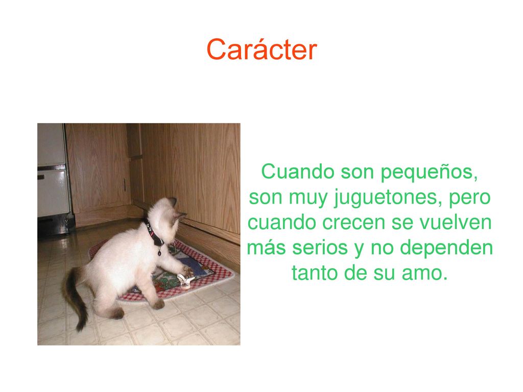 Carácter Cuando son pequeños, son muy juguetones, pero cuando crecen se vuelven más serios y no dependen tanto de su amo.
