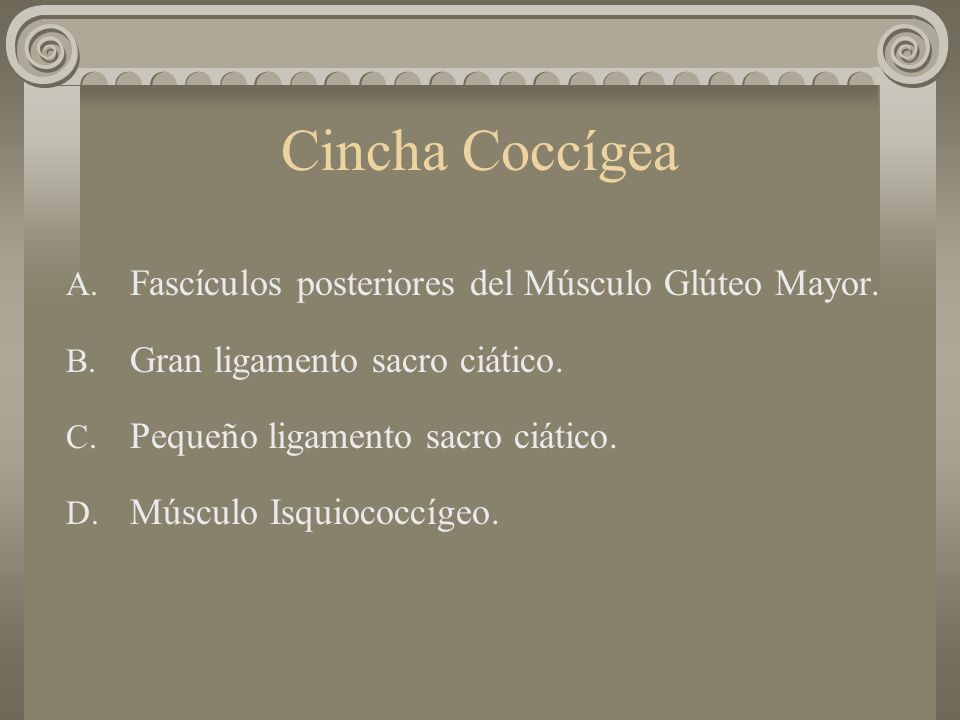 Cincha Coccígea Fascículos posteriores del Músculo Glúteo Mayor.