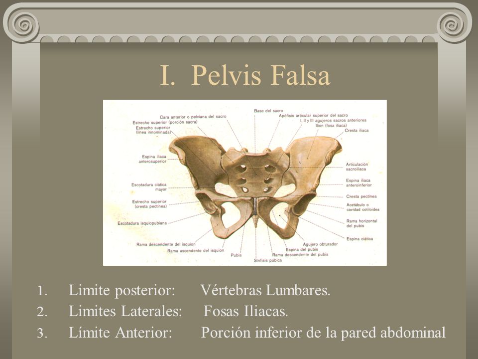 I. Pelvis Falsa Limite posterior: Vértebras Lumbares.
