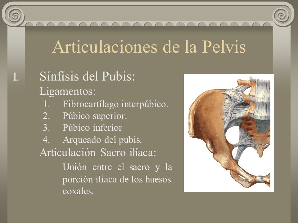 Articulaciones de la Pelvis