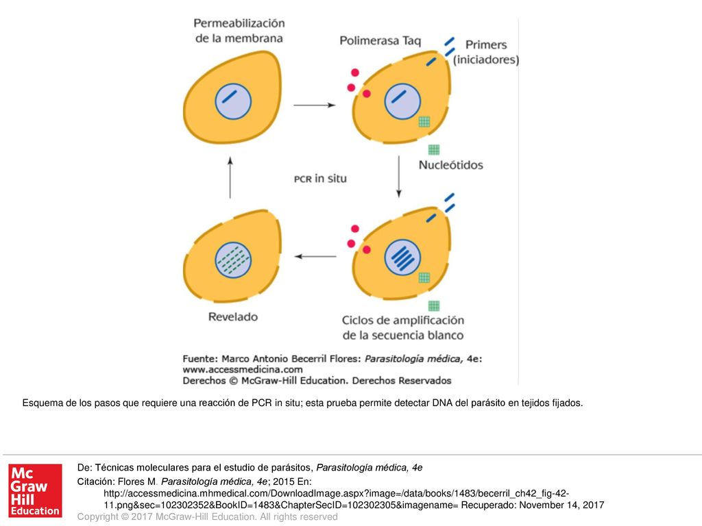 Esquema de los pasos que requiere una reacción de PCR in situ; esta prueba permite detectar DNA del parásito en tejidos fijados.