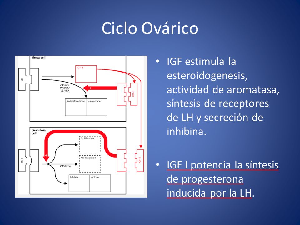 Ciclo Ovárico IGF estimula la esteroidogenesis, actividad de aromatasa, síntesis de receptores de LH y secreción de inhibina.