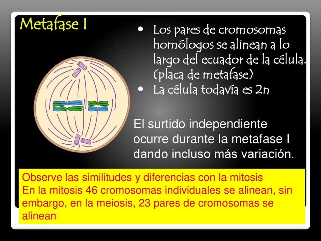 Metafase I Los pares de cromosomas homólogos se alinean a lo largo del ecuador de la célula. (placa de metafase)