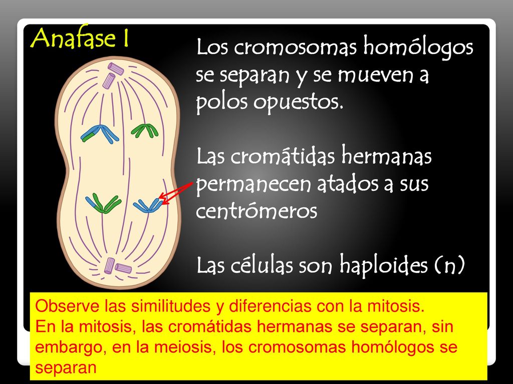 Anafase I Los cromosomas homólogos se separan y se mueven a polos opuestos. Las cromátidas hermanas permanecen atados a sus centrómeros.