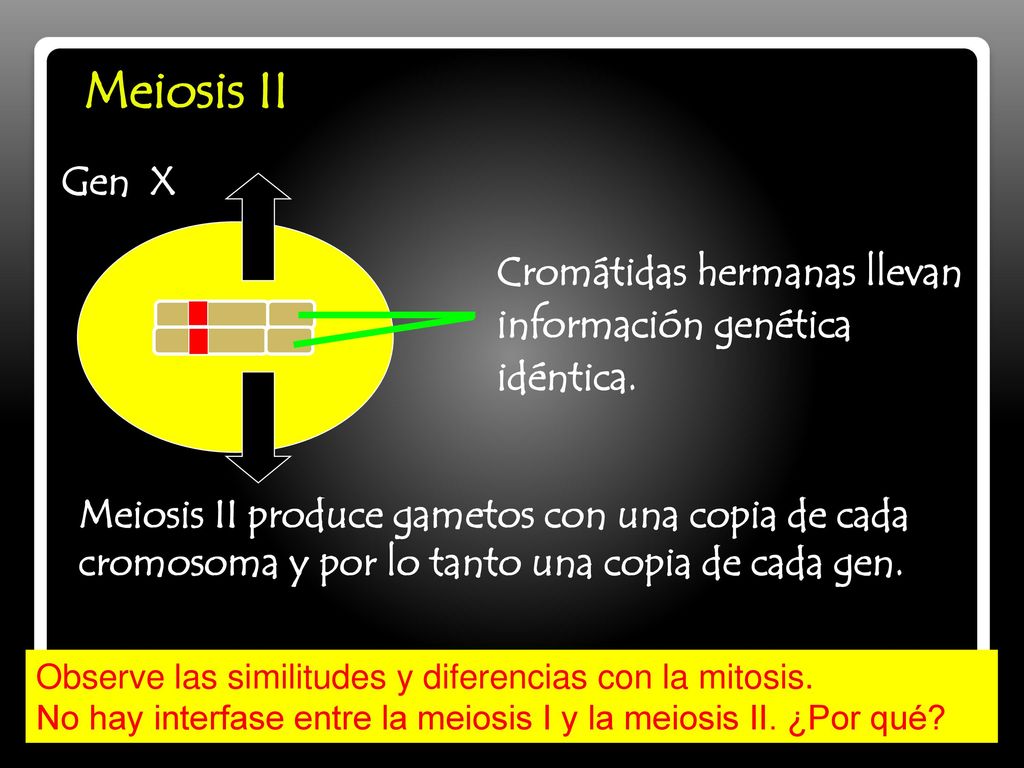 Meiosis II Gen X Cromátidas hermanas llevan información genética