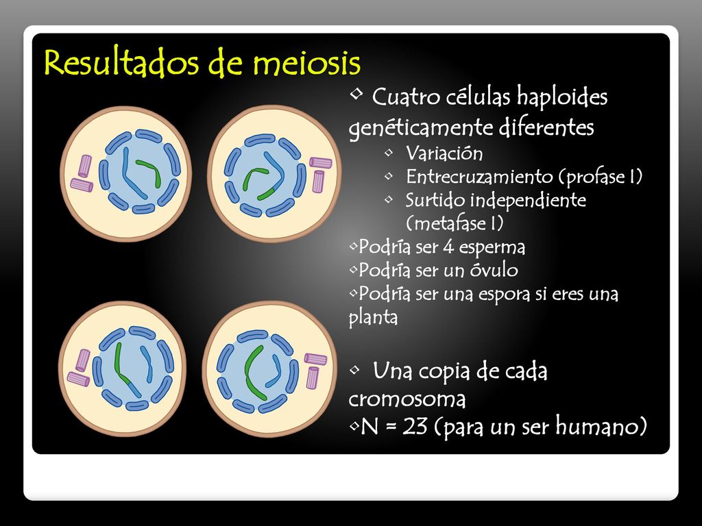 Resultados de meiosis Cuatro células haploides genéticamente diferentes. Variación. Entrecruzamiento (profase I)
