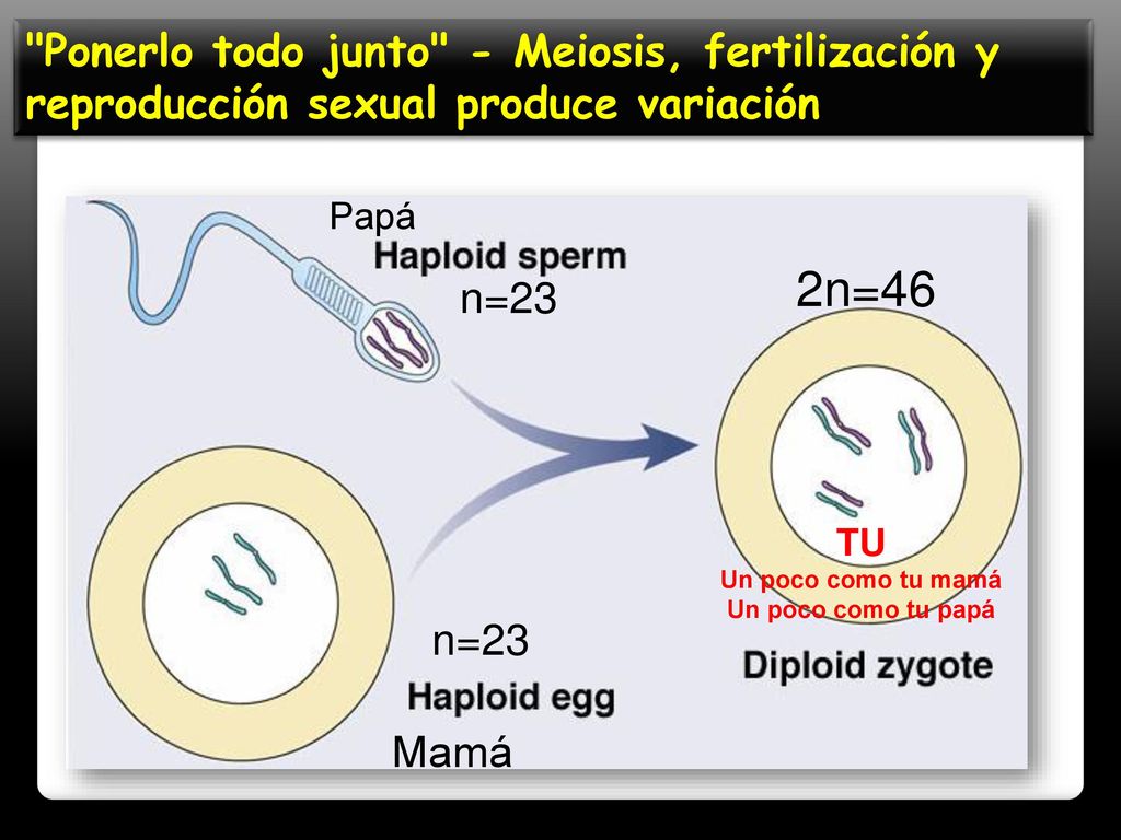 TU Un poco como tu mamá Un poco como tu papá