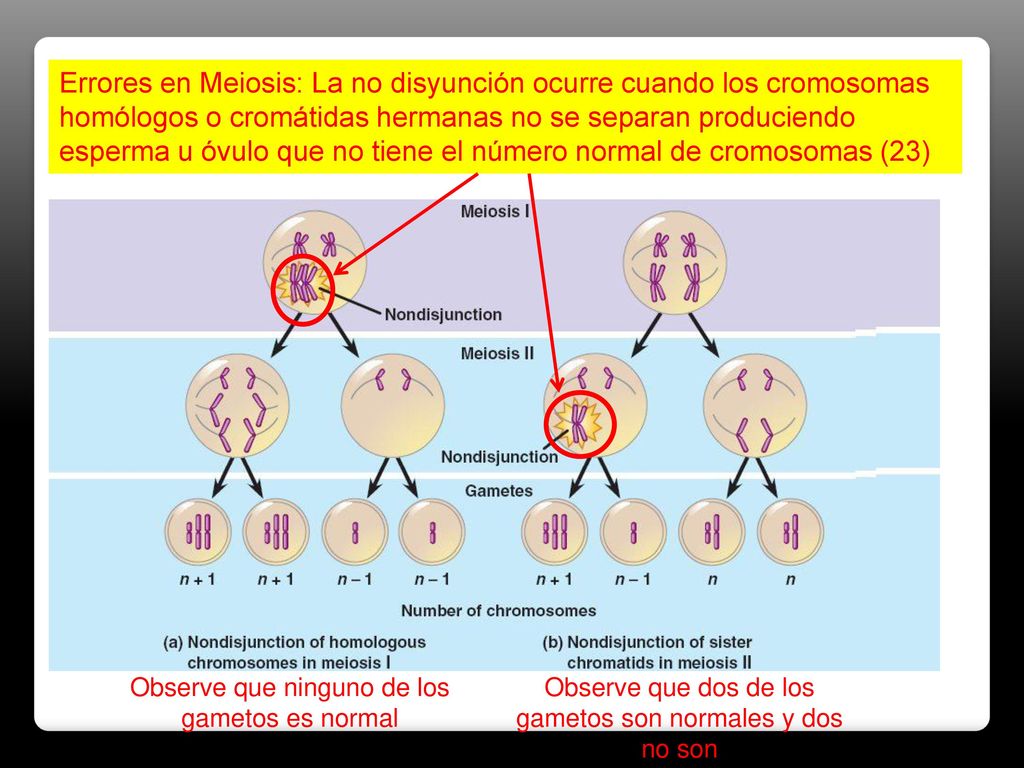 Errores en Meiosis: La no disyunción ocurre cuando los cromosomas homólogos o cromátidas hermanas no se separan produciendo esperma u óvulo que no tiene el número normal de cromosomas (23)
