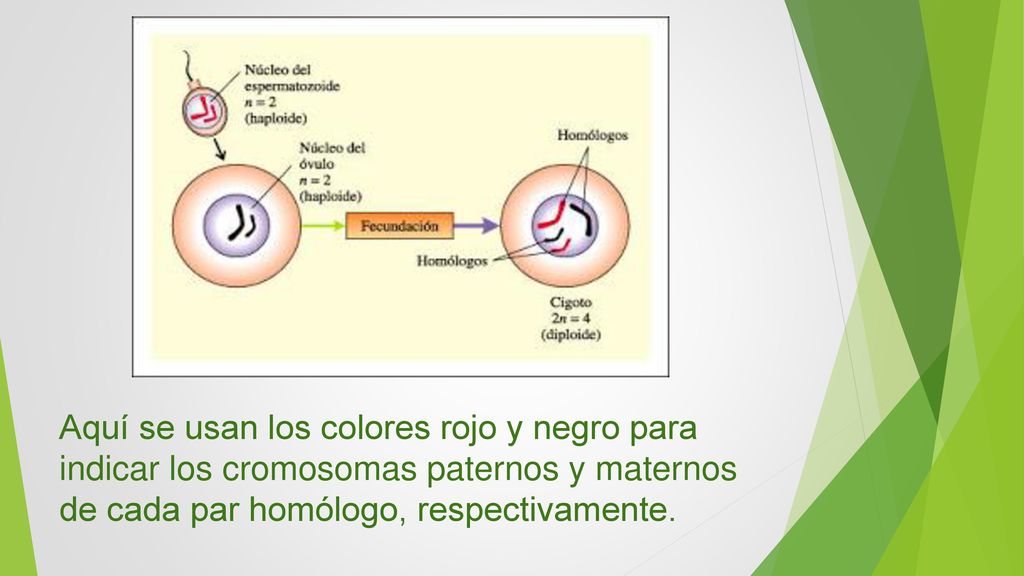 Aquí se usan los colores rojo y negro para indicar los cromosomas paternos y maternos de cada par homólogo, respectivamente.