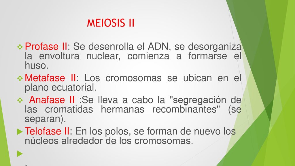 MEIOSIS II Profase II: Se desenrolla el ADN, se desorganiza la envoltura nuclear, comienza a formarse el huso.