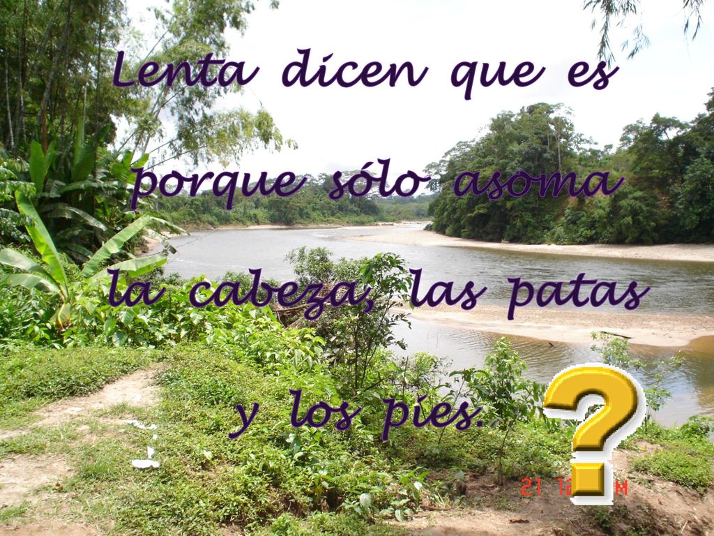 Lenta dicen que es porque sólo asoma la cabeza, las patas y los pies.