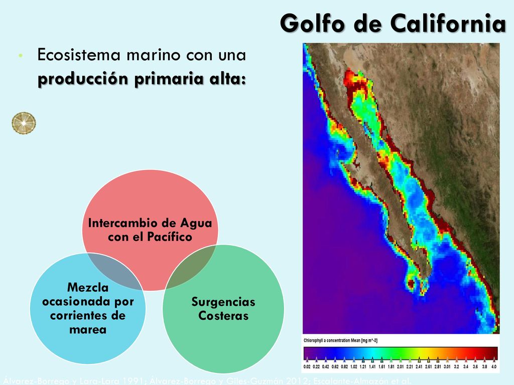 Golfo de California Ecosistema marino con una producción primaria alta: Intercambio de Agua con el Pacífico.