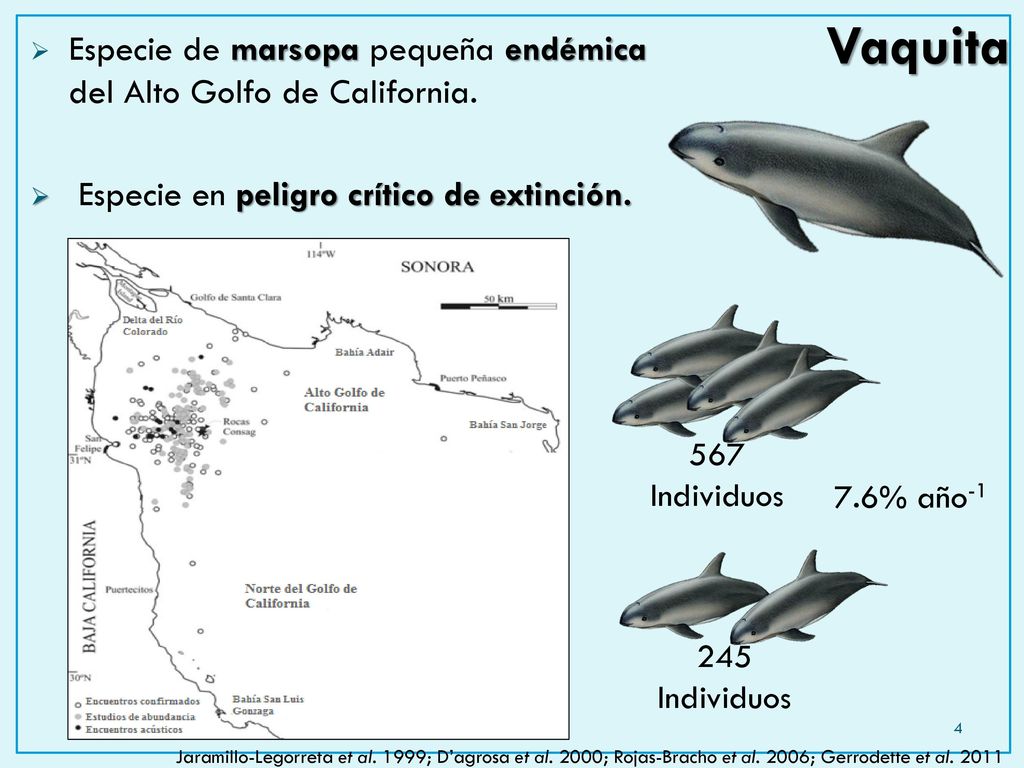 Vaquita Especie de marsopa pequeña endémica del Alto Golfo de California. Especie en peligro crítico de extinción.
