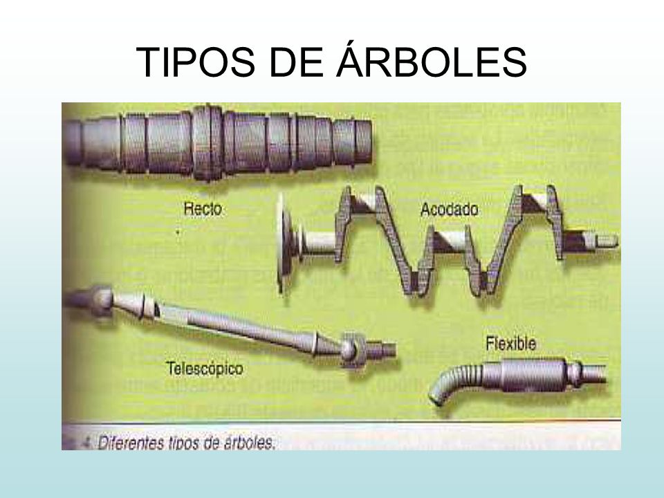 TIPOS DE ÁRBOLES