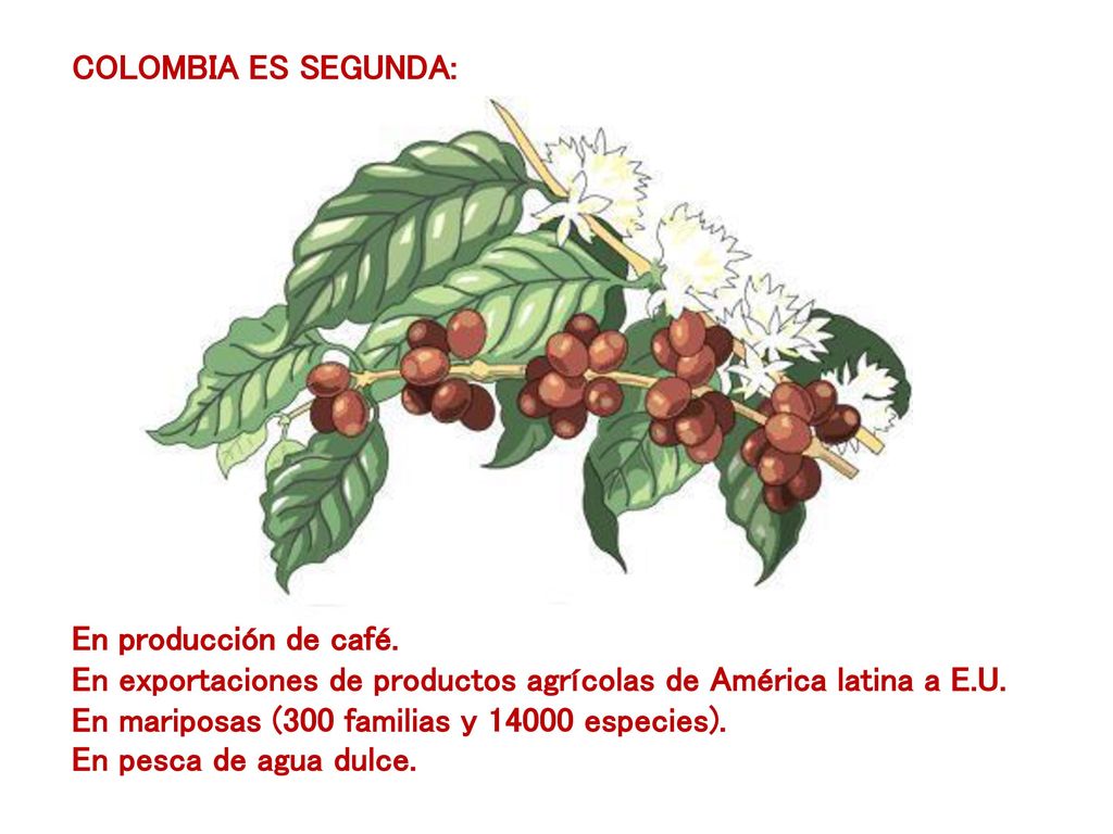 COLOMBIA ES SEGUNDA: En producción de café. En exportaciones de productos agrícolas de América latina a E.U.