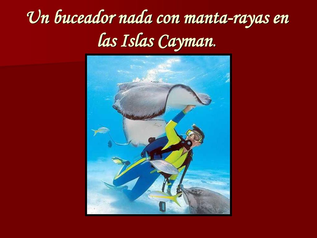 Un buceador nada con manta-rayas en las Islas Cayman.