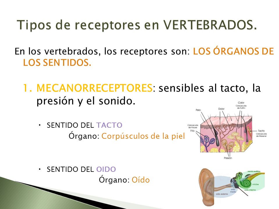 Tipos de receptores en VERTEBRADOS.