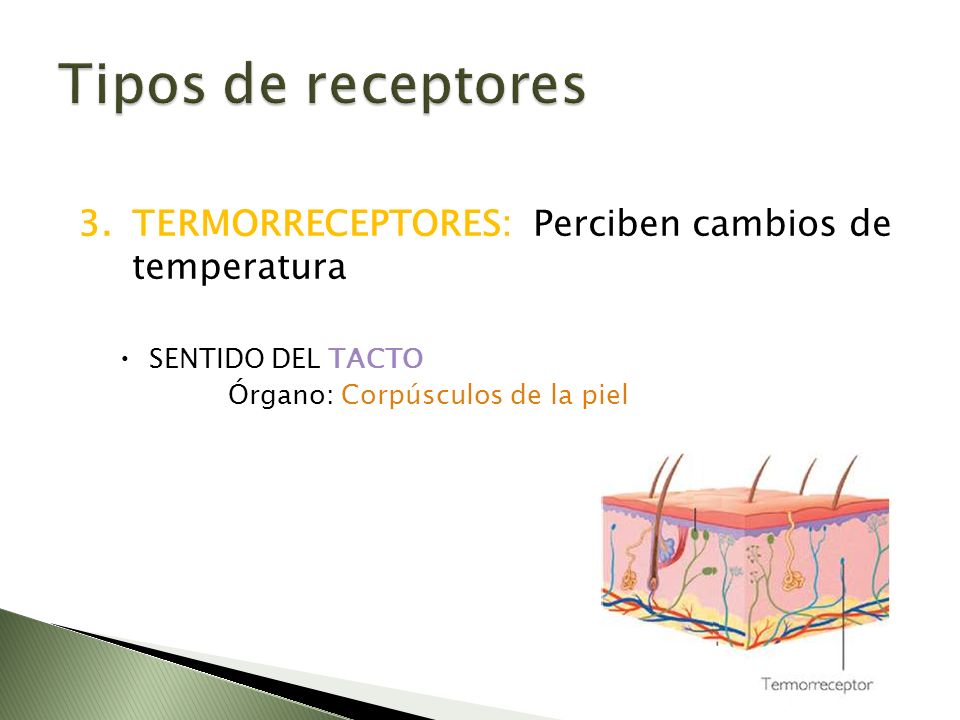 Tipos de receptores TERMORRECEPTORES: Perciben cambios de temperatura