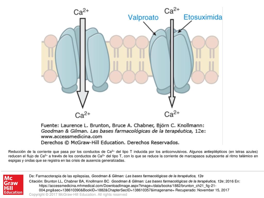 Reducción de la corriente que pasa por los conductos de Ca2+ del tipo T inducida por los anticonvulsivos. Algunos antiepilépticos (en letras azules) reducen el flujo de Ca2+ a través de los conductos de Ca2+ del tipo T, con lo que se reduce la corriente de marcapasos subyacente al ritmo talámico en espigas y ondas que se registra en las crisis de ausencia generalizadas.