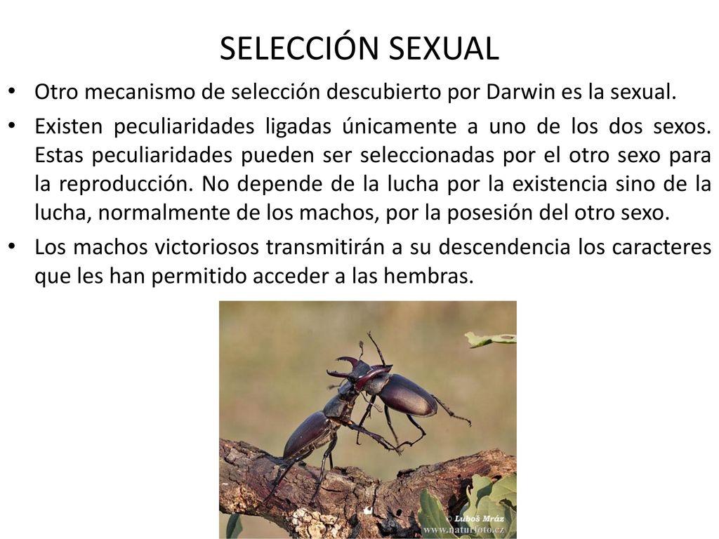 SELECCIÓN SEXUAL Otro mecanismo de selección descubierto por Darwin es la sexual.