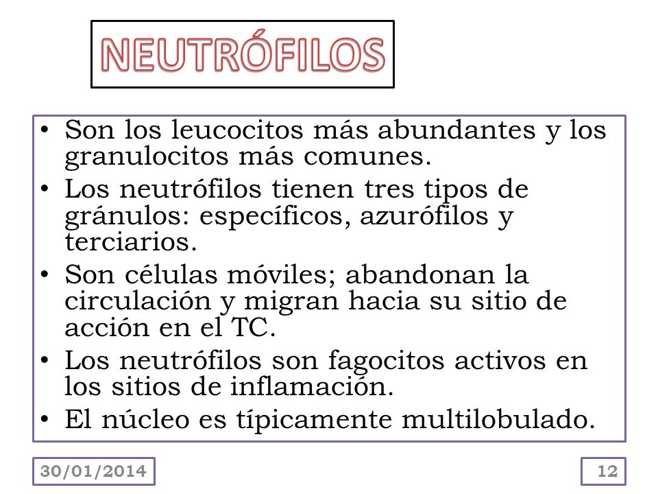 NEUTRÓFILOS Son los leucocitos más abundantes y los granulocitos más comunes.