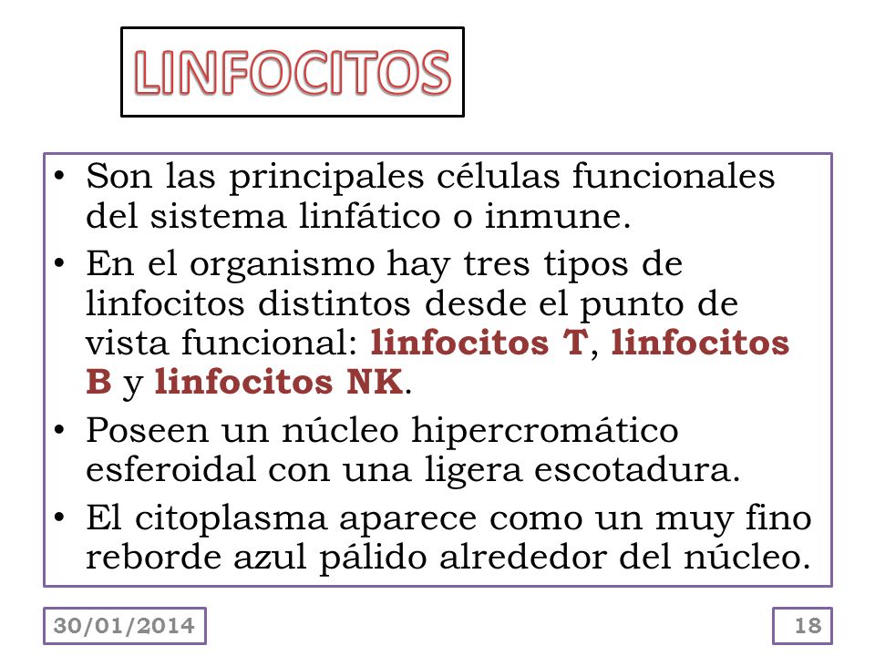 LINFOCITOS Son las principales células funcionales del sistema linfático o inmune.