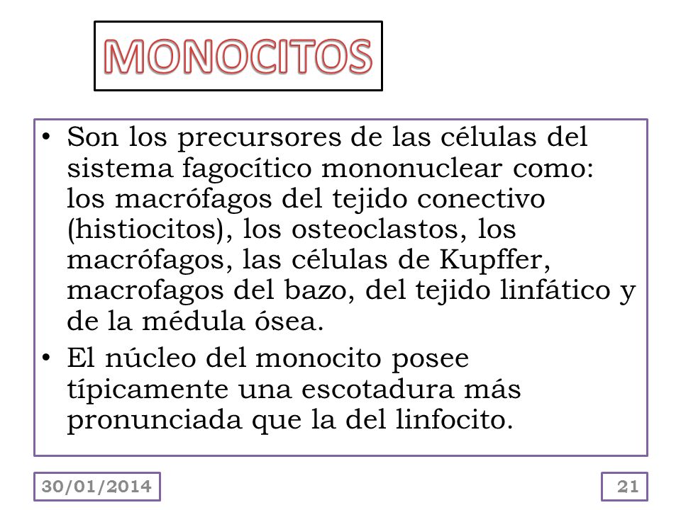 MONOCITOS