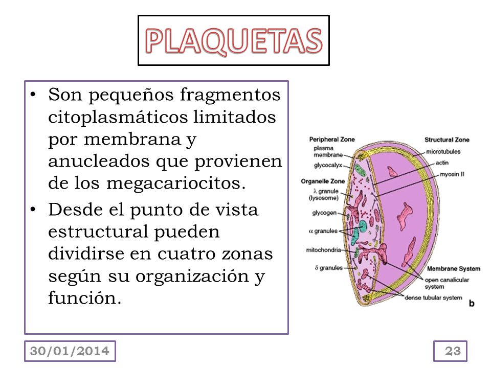 PLAQUETAS Son pequeños fragmentos citoplasmáticos limitados por membrana y anucleados que provienen de los megacariocitos.