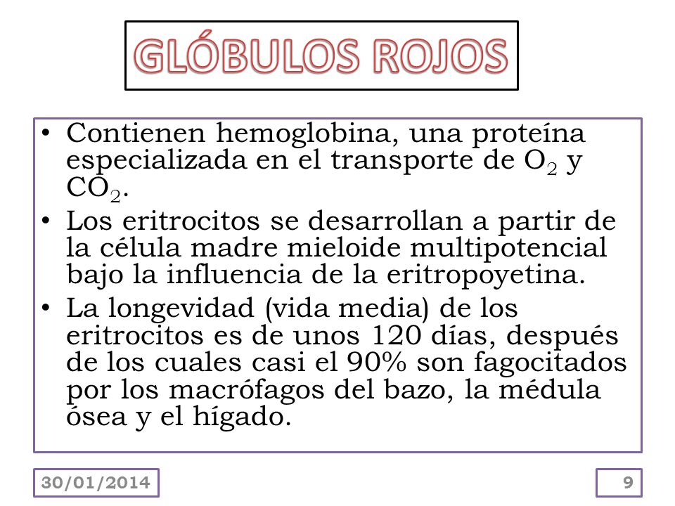 GLÓBULOS ROJOS Contienen hemoglobina, una proteína especializada en el transporte de O2 y CO2.