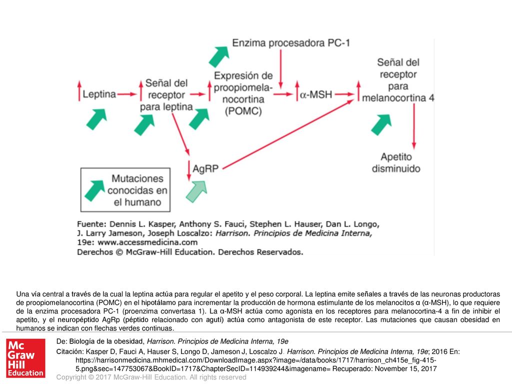 Una vía central a través de la cual la leptina actúa para regular el apetito y el peso corporal. La leptina emite señales a través de las neuronas productoras de proopiomelanocortina (POMC) en el hipotálamo para incrementar la producción de hormona estimulante de los melanocitos α (α-MSH), lo que requiere de la enzima procesadora PC-1 (proenzima convertasa 1). La α-MSH actúa como agonista en los receptores para melanocortina-4 a fin de inhibir el apetito, y el neuropéptido AgRp (péptido relacionado con agutí) actúa como antagonista de este receptor. Las mutaciones que causan obesidad en humanos se indican con flechas verdes continuas.