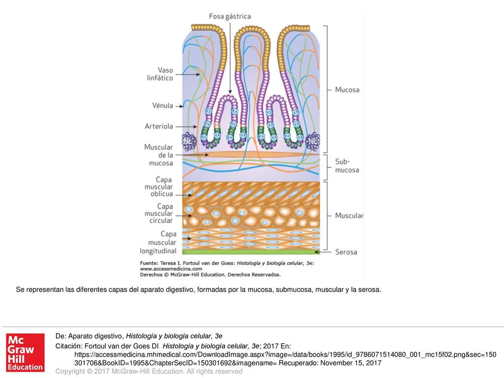 Se representan las diferentes capas del aparato digestivo, formadas por la mucosa, submucosa, muscular y la serosa.